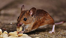 24 Hour & Emergency Exterminators in C S U Long Beach, CA